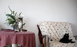 Üniversitede okurken yurdun bahçesindeki kedilere bakan genç kadın, bugün 30 kediye annelik yapıyor