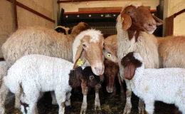 Antalya’da sahipsiz köpeklerin saldırısında 10 kuzu telef oldu