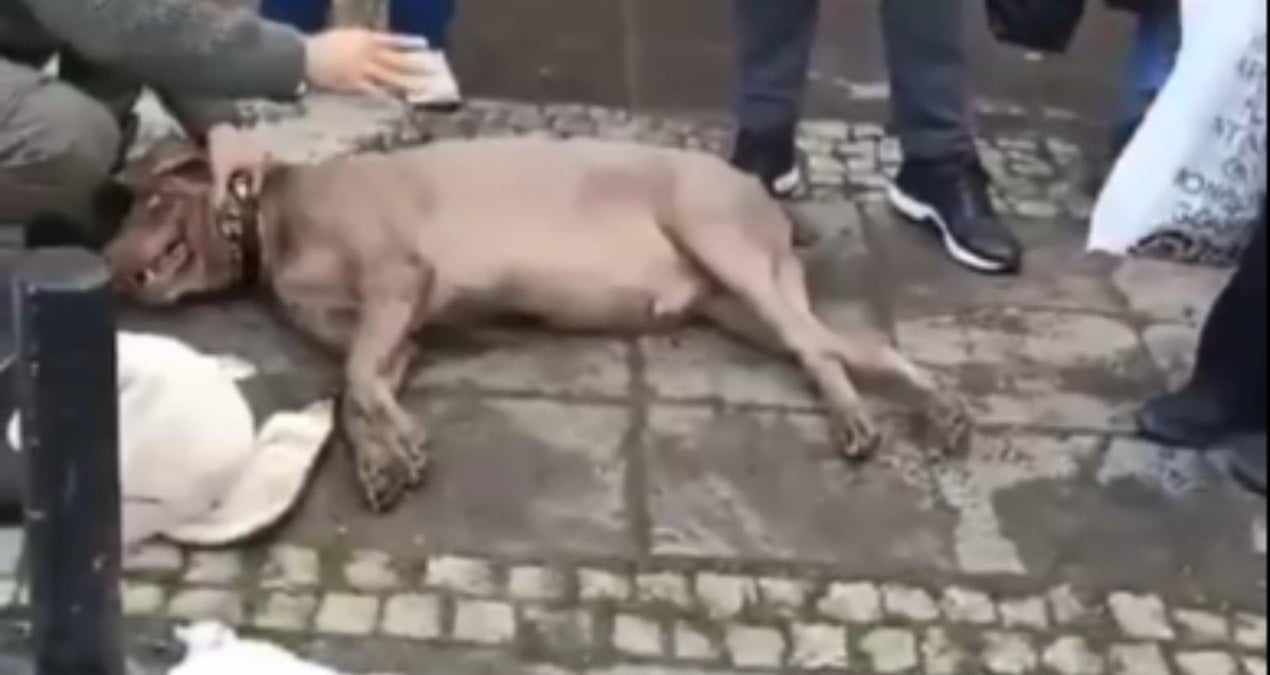 Beşiktaş’ta facia: Kaldırımda yürüyen köpek, elektrik akımına kapıldı